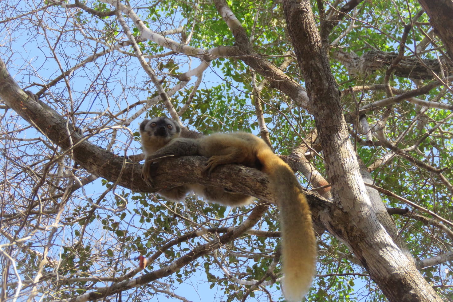 Madagascar Combo East-West Travel Packages