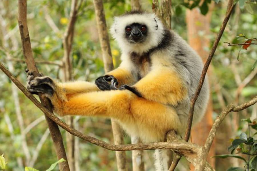 Madagascar Tour Packages Wildlife